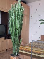 Лот: 13765227. Фото: 3. Молочай треугольный. Растения и животные