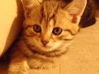 Лот: 5059931. Фото: 2. Милый котёнок! Торг. Животные и уход