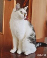 Лот: 8748178. Фото: 2. Кошечка Джавелина, 8 мес. Животные и уход