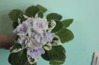 Лот: 3841523. Фото: 3. фиалка buckeye seductress, (лист... Растения и животные