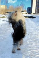 Лот: 2458240. Фото: 3. Боня, здоровая, пушистая собака... Растения и животные