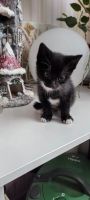 Лот: 22030307. Фото: 5. котята на счастья