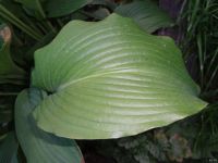 Лот: 13666574. Фото: 3. хоста Ниагара Фалс (hosta Niagara... Для дачи, дома, огорода, бани, парка