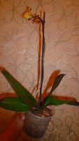 Лот: 5745263. Фото: 5. орхидея фаленопсис (Solid Gold...