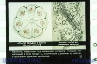 Лот: 5833539. Фото: 5. диафильм клетки и ткани многоклеточного...