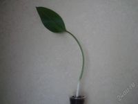 Лот: 2744833. Фото: 2. Эухарис (Эвхарис), амазонская... Комнатные растения и уход