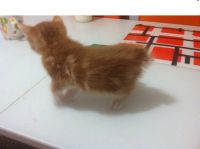 Лот: 8795293. Фото: 4. Кошечка Курильский бобтеил. Красноярск