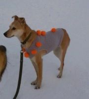 Лот: 5141796. Фото: 3. Отдам собаку. Растения и животные