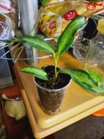 Лот: 11373276. Фото: 3. Фикус прикольный diversifolia... Растения и животные