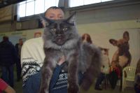 Лот: 13013933. Фото: 3. Чистокровный Мейн-кун с родословной... Растения и животные