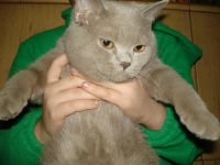 Лот: 3513248. Фото: 2. Шотландская кошечка. Животные и уход