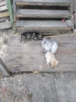 Лот: 15051550. Фото: 4. Отдам таксу 3месяца. Красноярск