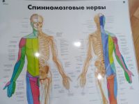 Лот: 14413692. Фото: 2. Плакат ламинированный спинномозговые... Медицина