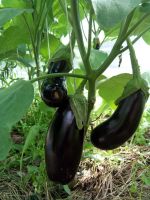 Лот: 15200708. Фото: 2. Салат, закуска из баклажан,вигны... Продукты