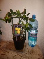 Лот: 3549277. Фото: 5. Цитрус Лимон.