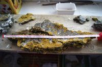 Лот: 7567581. Фото: 3. Кора с лишайником, коряга, палка... Растения и животные