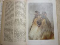 Лот: 4453343. Фото: 3. «Bi-Lexicon. Hunde rassen» (книга... Растения и животные