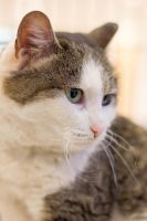 Лот: 6717655. Фото: 2. Взрослая спокойная кошка бесплатно... Животные и уход