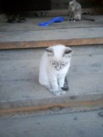 Лот: 11700435. Фото: 4. Котята. Красноярск