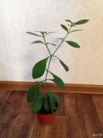 Лот: 7538334. Фото: 4. клеродендрум Угандийский голубые... Красноярск