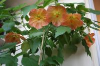 Лот: 3020256. Фото: 2. Абутилон белла персиковый (домашний... Комнатные растения и уход