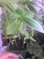 Лот: 987544. Фото: 2. рассада циния калифорнийская смесь. Семена, рассада, садовые растения