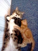 Лот: 2986496. Фото: 5. Котеночек рыженький