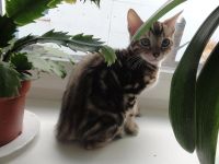 Лот: 3565872. Фото: 4. Бенгальский кот. Красноярск