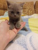 Лот: 9355147. Фото: 4. отдам котят британцев возраст... Красноярск