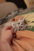 Лот: 9763726. Фото: 5. Британский Котенок (Британец)