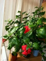 Лот: 9090138. Фото: 3. Укорененный отросток гибискуса. Растения и животные