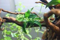 Лот: 14059880. Фото: 4. Анубиас нана петит (Anubias barteri... Красноярск