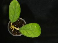 Лот: 16410113. Фото: 2. Хойя- Hoya sp. (like H.meledithii... Комнатные растения и уход