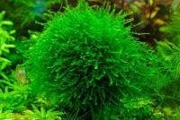 Лот: 13305817. Фото: 4. Queen moss. Королевский мох . Красноярск
