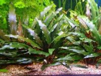 Лот: 10987457. Фото: 2. Криптокорина Беккета Петча (Cryptocoryne... Аквариумистика
