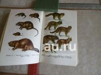 Лот: 25780553. Фото: 4. «Охрана охотничьих животных в... Красноярск