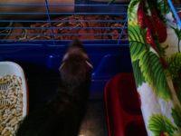 Лот: 7461735. Фото: 6. Хорек