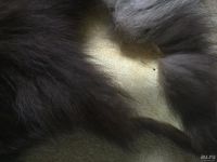 Лот: 8025898. Фото: 3. Цельная шкурка чернобурки идеальная... Красноярск