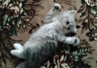 Лот: 9123026. Фото: 3. котята британцы. Растения и животные