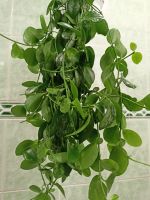 Лот: 18988964. Фото: 4. Хойя Biakensis. Красноярск