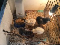 Лот: 16283700. Фото: 2. Инкубатор с птицей (4цыпленка... Животные и уход