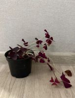 Лот: 25623875. Фото: 3. Оксалис. Кислица. Растения и животные