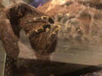 Лот: 18488469. Фото: 4. Паук птицеед Grammostola aureostriata... Красноярск