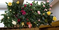 Лот: 10246483. Фото: 2. Комнатные розы !. Комнатные растения и уход