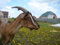 Лот: 2921587. Фото: 4. Козье молоко ЛПХ "Молочная река...