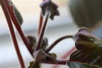 Лот: 2882579. Фото: 3. Глоксиния 26 (цветет). Растения и животные