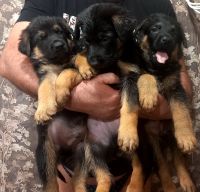 Лот: 21038613. Фото: 3. Щенки немецкой овчарки. Растения и животные