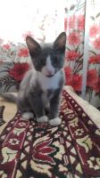 Лот: 19264885. Фото: 5. Отдам котёнка