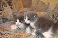 Лот: 4076874. Фото: 2. _КоТяТа. Животные и уход