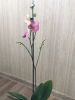Лот: 14028233. Фото: 2. Орхидея 5. Комнатные растения и уход